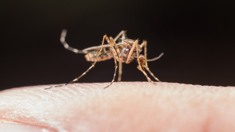 Local Spread of Malaria Detected in Texas and Florida, First in 20 Years.